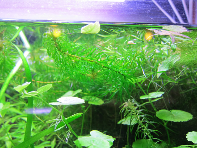 ラガロシフォン・マヨール