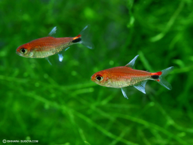 ディープレッドホタルテトラ