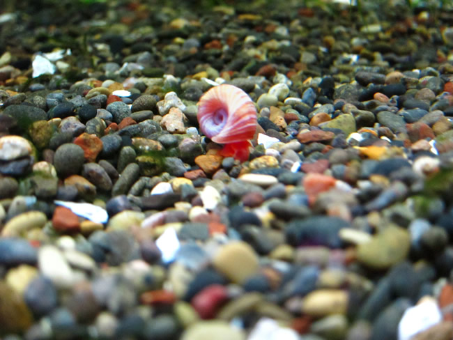 【コケ取り貝】レッドラムズホーン