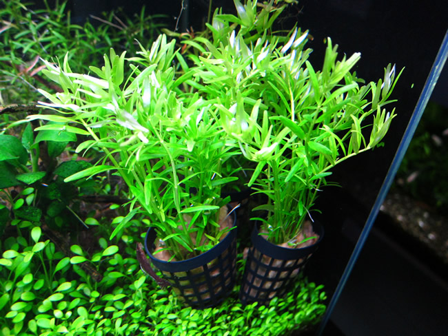 グリーンロタラ（POT）