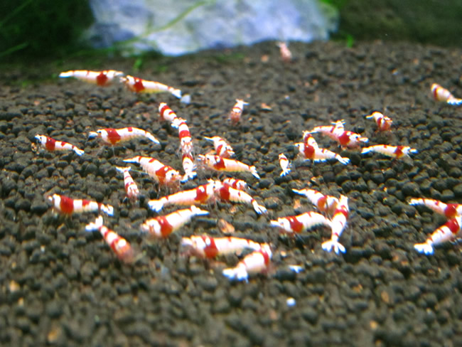 レッドビーシュリンプ 日の丸