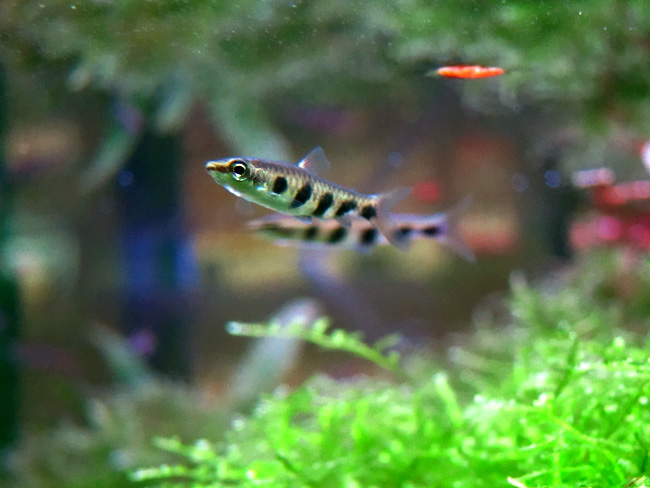 ナノストムス・エスペイ