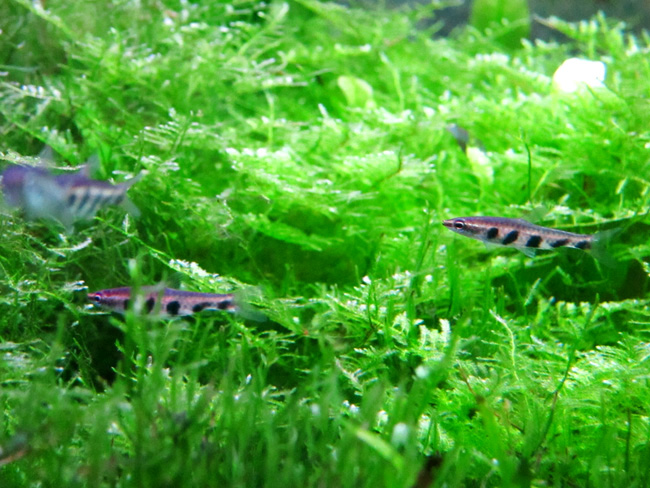 ナノストムス・エスペイ