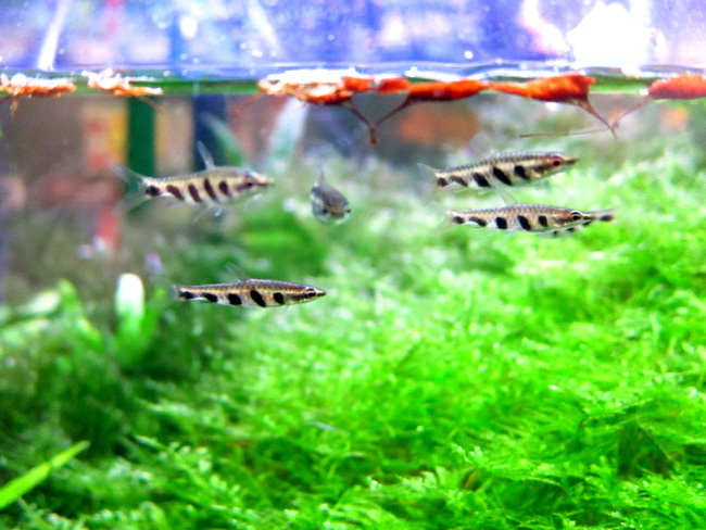 ナノストムス・エスペイ