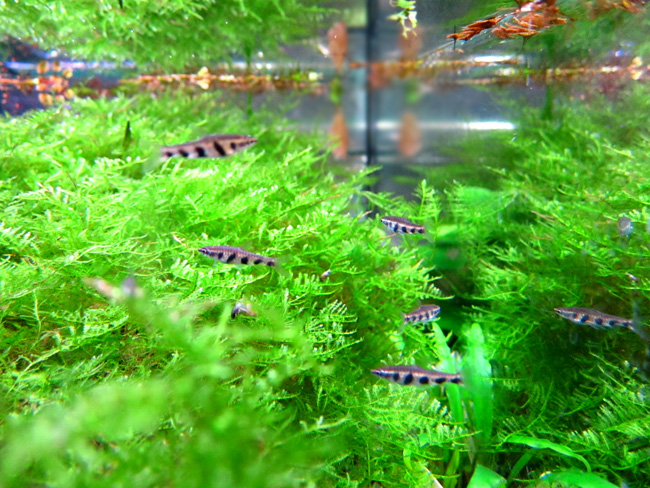 ナノストムス・エスペイ