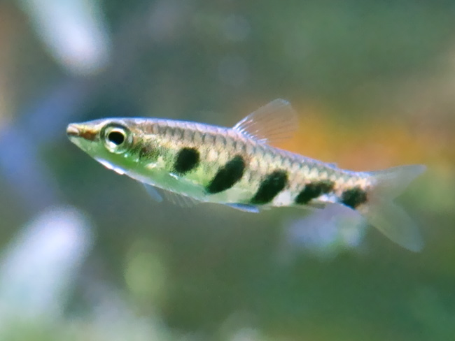 ナノストムス・エスペイ