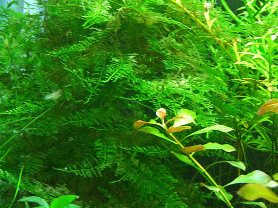 南米ウィローモス