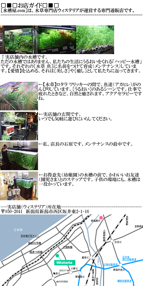 水草 水槽