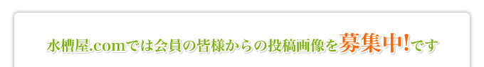 水槽屋.comでは会員の皆様からの投稿画像を募集中！です