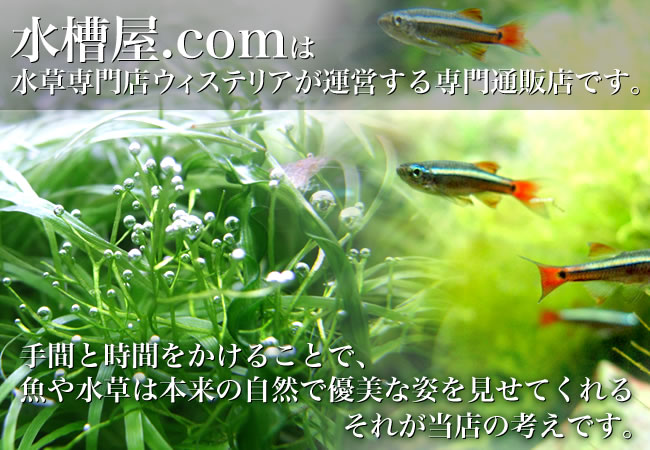 水槽屋.comは、新潟の水草専門店ウィステリアが運営するアクアリウム専門通販店です。